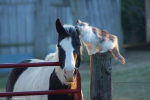 cat and horse