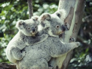 keiser-anne-a-koala-bear-hugs-a-tree-while-her-baby-clings-t