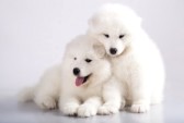 14972859-two-funny-puppies-of-samoyed-dog-or-bjelkier--one-with-tongue-out
