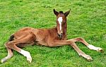 foal-newborn-10068021