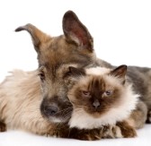 20959765-dog-embraces-a-cat--isolated-on-white-background