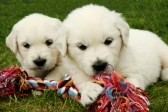3075795-golden-retrievers-puppies