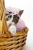 7278994-tricolor-female-kitten-playing-with-ball-of-whool-on-pink-background-vertical-shape-copy-space
