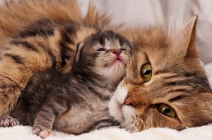 Mother and Kitten