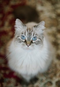 big cat eyes