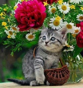 kitten flowers