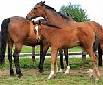 horses-with-foal-10045571