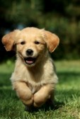 9661943-golden-retriever-puppy-running-in-a-garden