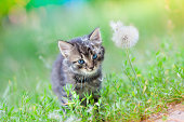 Little kitten on the grass near dandelion